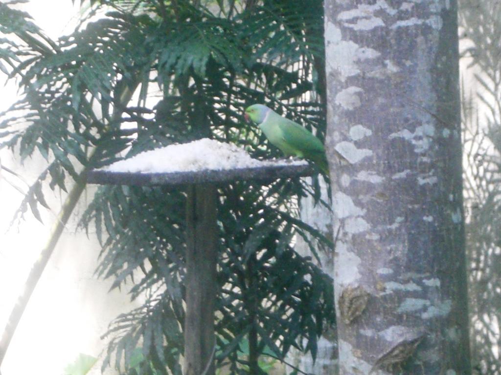 Bird Villa Galle Room photo
